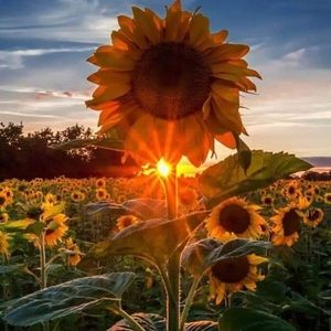 Meet your Posher, Sally